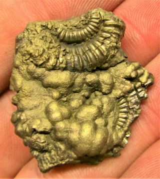 Stunning full golden multi - ammonite fossil 35mm Jurassic pyrite UK gold minerals 3