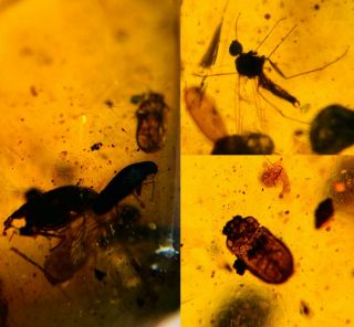 4.  8g Plant&mineral Burmite Myanmar Burmese Amber Insect Fossil Dinosaur Age
