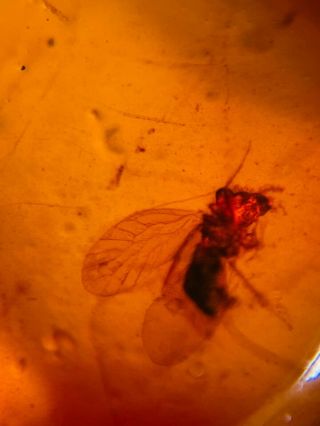 barklice&small fly Burmite Myanmar Burmese Amber insect fossil dinosaur age 2