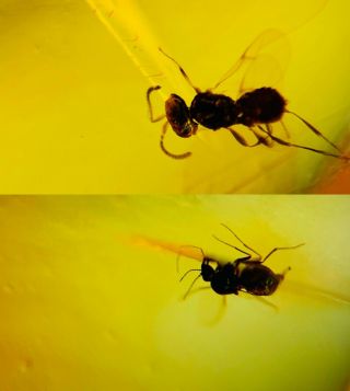 Wasp Bee&diptera Fly Burmite Myanmar Amber Insect Fossil Dinosaur Age