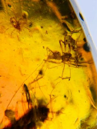 spider&tick&roach larva Burmite Myanmar Burmese Amber insect fossil dinosaur age 2