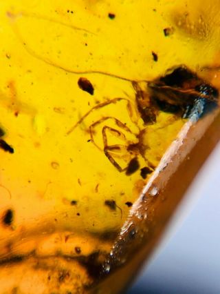 spider&tick&roach larva Burmite Myanmar Burmese Amber insect fossil dinosaur age 3