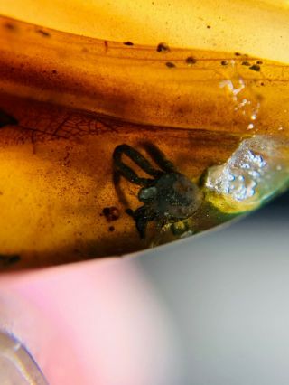 unique Arachnida spdier Burmite Myanmar Burmese Amber insect fossil dinosaur age 3