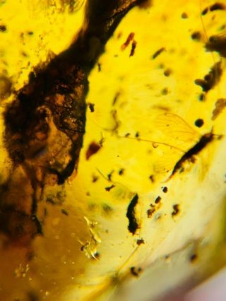 1.  36g fly&tree leaf Burmite Myanmar Burmese Amber insect fossil dinosaur age 2