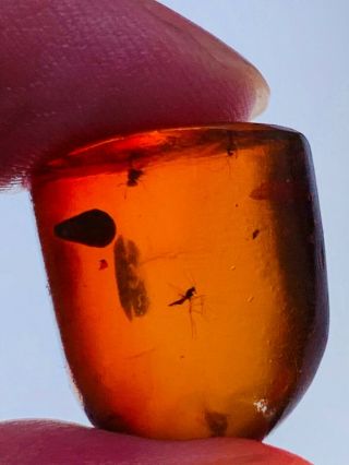 2.  12g Some Mosquito Fly Burmite Myanmar Burmese Amber Insect Fossil Dinosaur Age