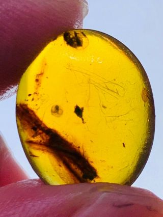 0.  74g unknown plant flower Burmite Myanmar Amber insect fossil dinosaur age 2
