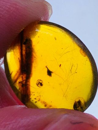0.  74g unknown plant flower Burmite Myanmar Amber insect fossil dinosaur age 3