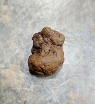 18 gr.  Coprolite Fossilized Prehistoric Dinosaur Feces Poop Dung Washington Rare 2