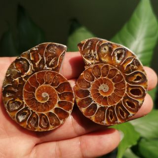 1 Pair Half Cut Ammonite Shell Jurrassic Fossil Specimen Madagascar 46g P1987 2