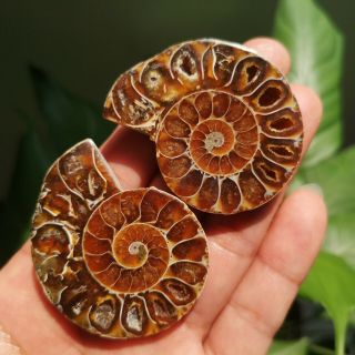 1 Pair Half Cut Ammonite Shell Jurrassic Fossil Specimen Madagascar 46g P1987 3