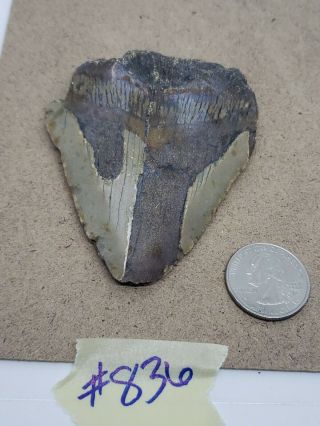 Megalodon Unrestored 3.  14 Inch Prehistoric Huge Meg Tooth Fossil 836