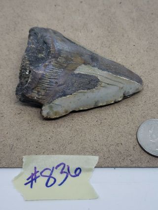Megalodon Unrestored 3.  14 inch Prehistoric Huge MEG tooth Fossil 836 2