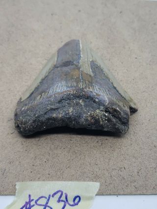Megalodon Unrestored 3.  14 inch Prehistoric Huge MEG tooth Fossil 836 3