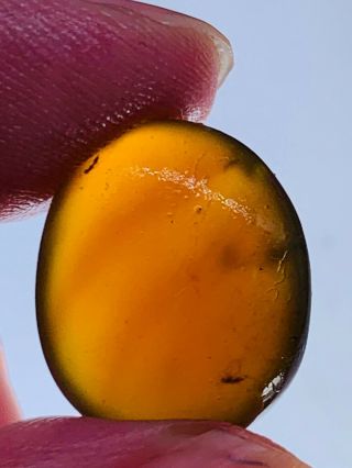1.  23g 3 mosquito fly Burmite Myanmar Burmese Amber insect fossil dinosaur age 2