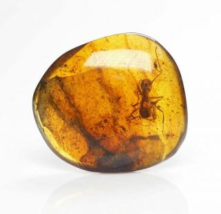 Burmese Amber,  Fossil Inclusion,  Formicidae - Unusual Ant Inclusion