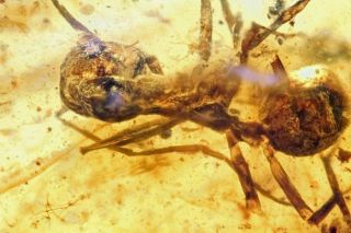 Burmese Amber,  Fossil Inclusion,  Formicidae - Unusual Ant inclusion 3