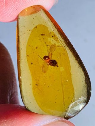 1.  9g Unknown Big Fly Bug Burmite Myanmar Burma Amber Insect Fossil Dinosaur Age