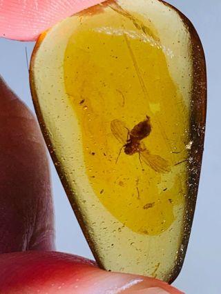 1.  9g unknown big fly bug Burmite Myanmar Burma Amber insect fossil dinosaur age 2
