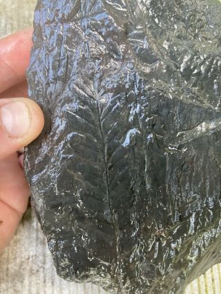 Double Sided Fern Fossil On Antracit Slate Rock 2