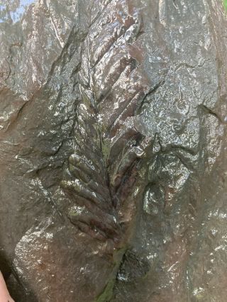 Double Sided Fern Fossil On Antracit Slate Rock 3