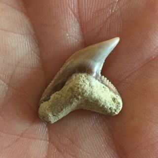 XL PHYSOGALEUS contortus Tiger shark tooth Shark Tooth Hill Bakersfield 2 2