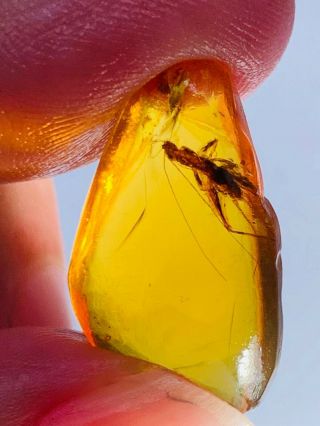 1.  37g Orthoptera Cricket Burmite Myanmar Burma Amber Insect Fossil Dinosaur Age