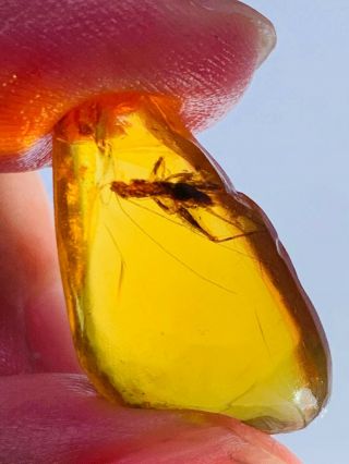 1.  37g Orthoptera cricket Burmite Myanmar Burma Amber insect fossil dinosaur age 2