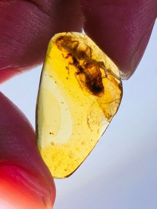 1.  34g termite white ant Burmite Myanmar Burmese Amber insect fossil dinosaur age 3