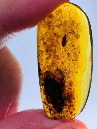 3g Roach&stinkbug&many Bubbles Burmite Myanmar Amber Insect Fossil Dinosaur Age