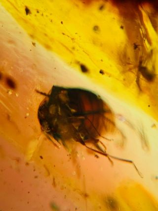 unknown beetle&barklice Burmite Myanmar Burmese Amber insect fossil dinosaur age 2