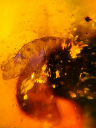 2.  88g Maggot on plant Burmite Myanmar Burmese Amber insect fossil dinosaur age 2
