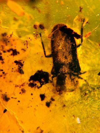 2 millipede&beetle Burmite Myanmar Burmese Amber insect fossil dinosaur age 3