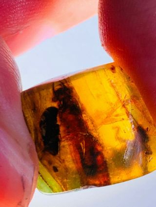 1.  8g 2 stonefly&beetle Burmite Myanmar Burmese Amber insect fossil dinosaur age 2