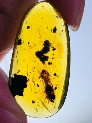 1.  77g termite larva Burmite Myanmar Burmese Amber insect fossil dinosaur age 2
