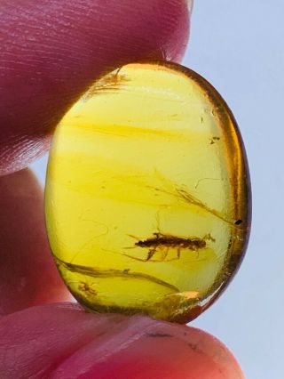 1.  78g Roach Larva Burmite Myanmar Burmese Amber Insect Fossil Dinosaur Age