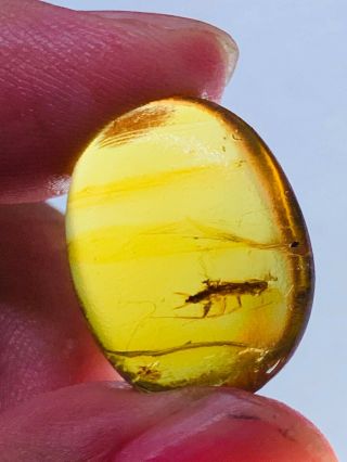 1.  78g roach larva Burmite Myanmar Burmese Amber insect fossil dinosaur age 2