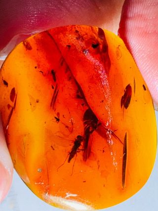 4.  62g big Diptera fly bug Burmite Myanmar Burma Amber insect fossil dinosaur age 2