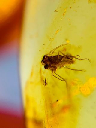 unique Diptera fly Burmite Myanmar Burmese Amber insect fossil dinosaur age 2