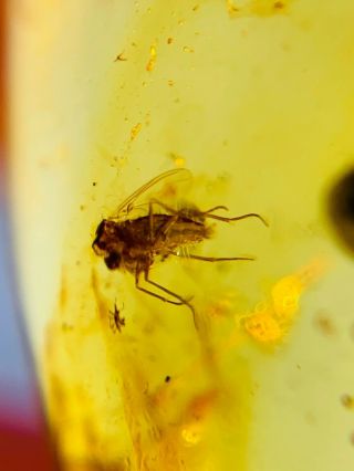 unique Diptera fly Burmite Myanmar Burmese Amber insect fossil dinosaur age 3