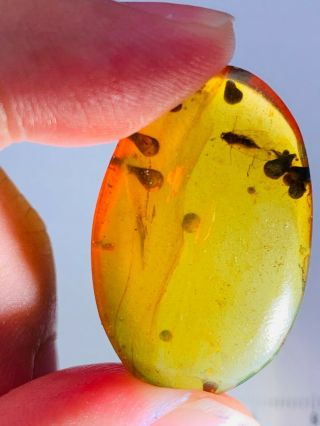 2.  64g leafhopper&plant spores Burmite Myanmar Amber insect fossil dinosaur age 2