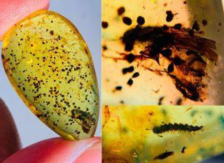 2.  1g Millipede&unknown Bug&fece Burmite Myanmar Amber Insect Fossil Dinosaur Age