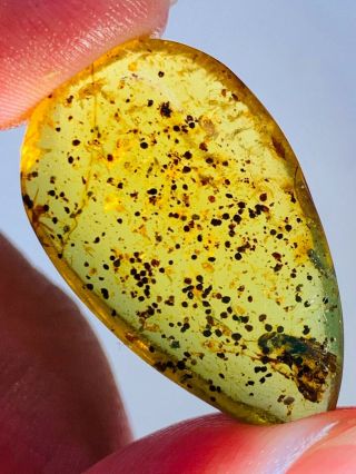 2.  1g millipede&unknown bug&fece Burmite Myanmar Amber insect fossil dinosaur age 2