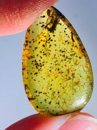 2.  1g millipede&unknown bug&fece Burmite Myanmar Amber insect fossil dinosaur age 3