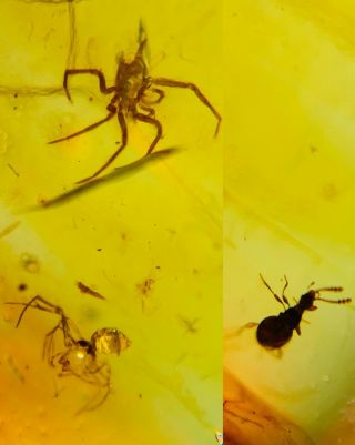 Arachnida Spider&beetle Burmite Myanmar Burmese Amber Insect Fossil Dinosaur Age