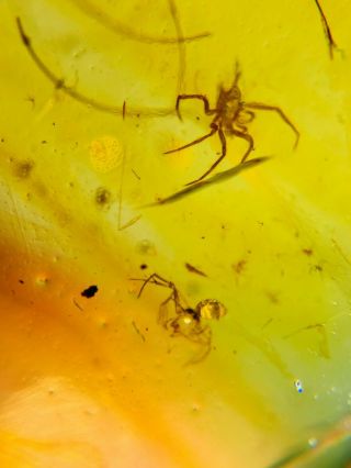 Arachnida spider&beetle Burmite Myanmar Burmese Amber insect fossil dinosaur age 2