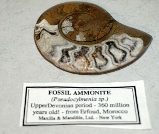 FOSSIL AMMONITE,  from ERFOUD,  MOROCCO 360 MILLION YEARS OLD POLISHED 2