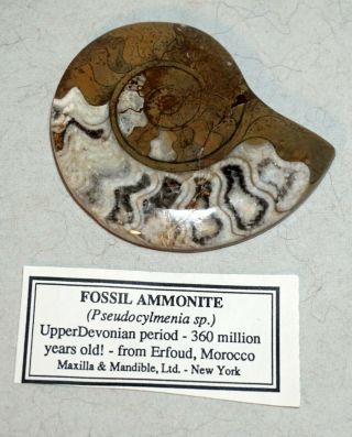 FOSSIL AMMONITE,  from ERFOUD,  MOROCCO 360 MILLION YEARS OLD POLISHED 3