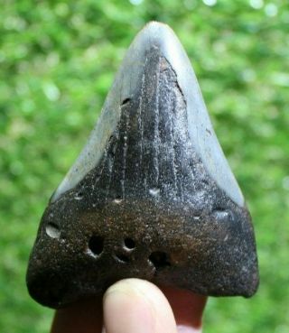 Megalodon Shark Tooth 2.  87 