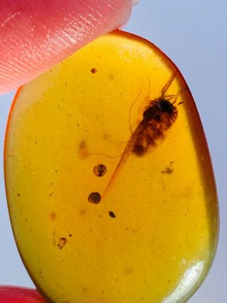 1.  55g Unique Roach Larva Burmite Myanmar Burma Amber Insect Fossil Dinosaur Age