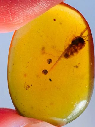 1.  55g unique roach larva Burmite Myanmar Burma Amber insect fossil dinosaur age 2
